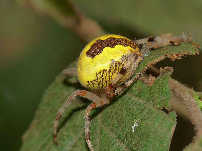 Araneus marmoreus - Lagozza di Besnate (VA)